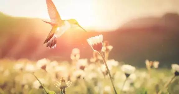 疗愈身体的神奇音乐100首完整版,疗愈身体的神奇密码