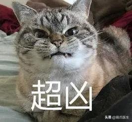 猫放屁把自己臭吐了,猫居然也会吐口水
