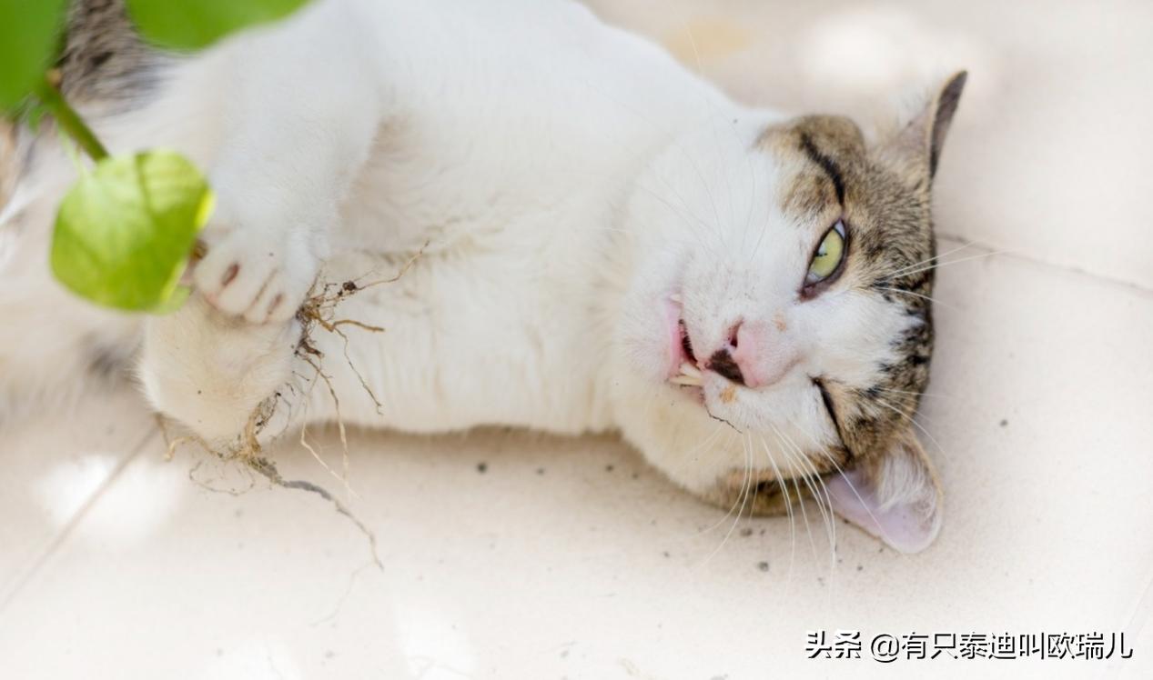 猫薄荷人类可以食用吗,人类能吃猫薄荷吗