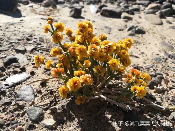 哈密戈壁之花图片,戈壁之花