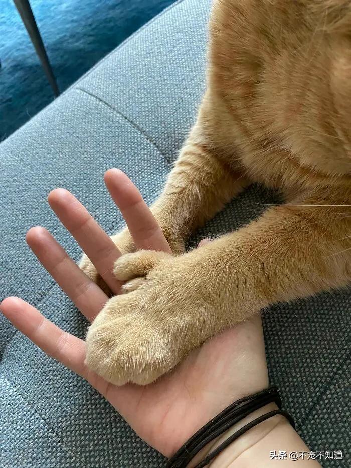 岛国妹子养的超萌小奶猫，几个月后变成巨兽了