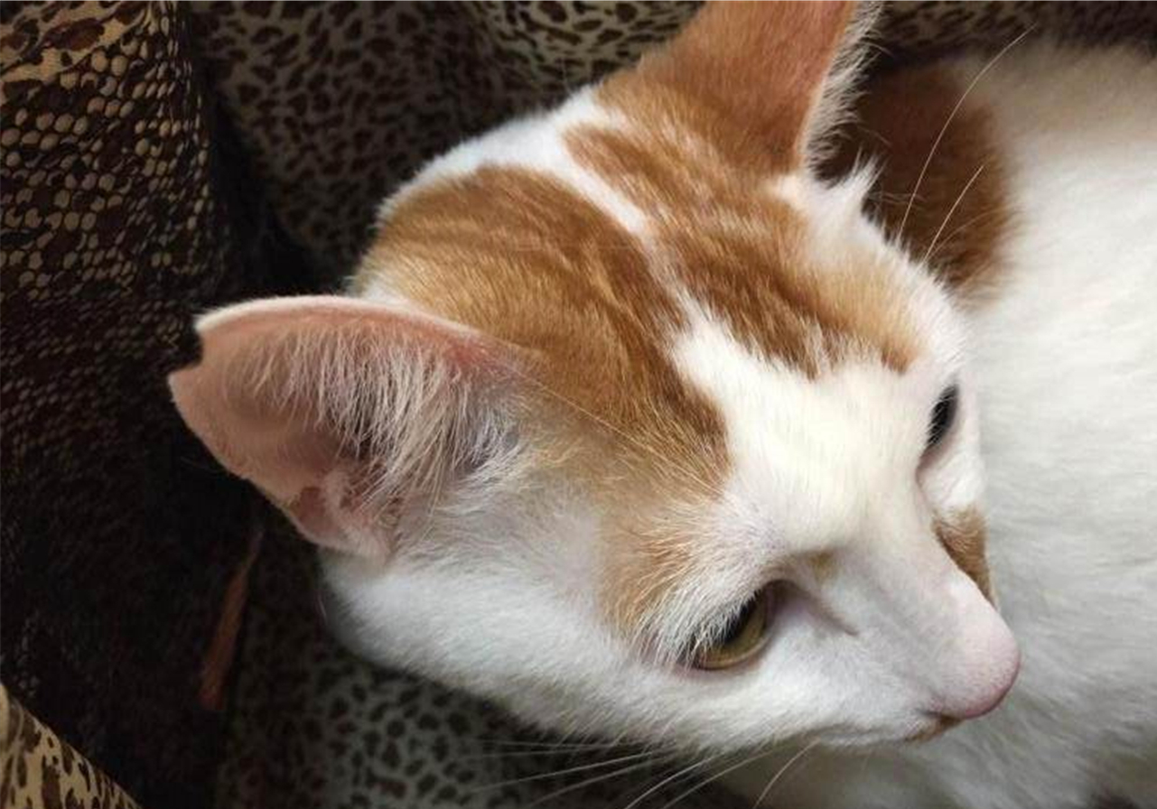 辟谣，剪流浪猫耳朵的都是坏人？需知这也是一种保护方式