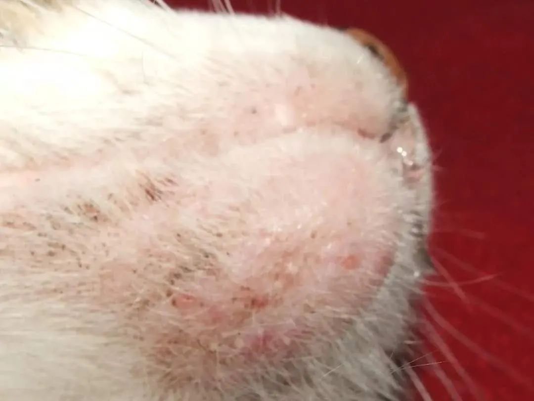 怎么治疗猫咪黑下巴,怎么防止猫咪下巴毛变黑