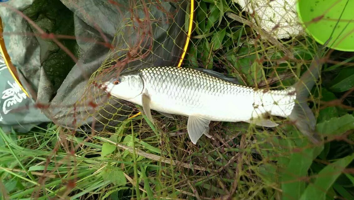 鲮鱼不打窝,钓鲮鱼的技巧和饵料