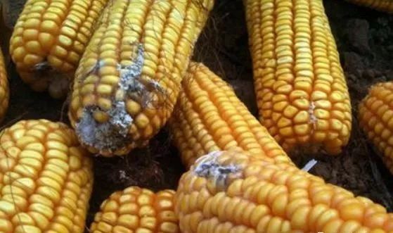 牛羊饲料发霉怎么办,颗粒饲料发霉了还能喂牛羊吗