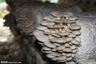 野生平菇测评,平菇真实名称