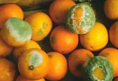 柑橘病虫害最新防治技术,柑橘病虫害详解视频教程