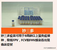 幼猫十大禁忌事件,幼猫要怎么驱虫和疫苗