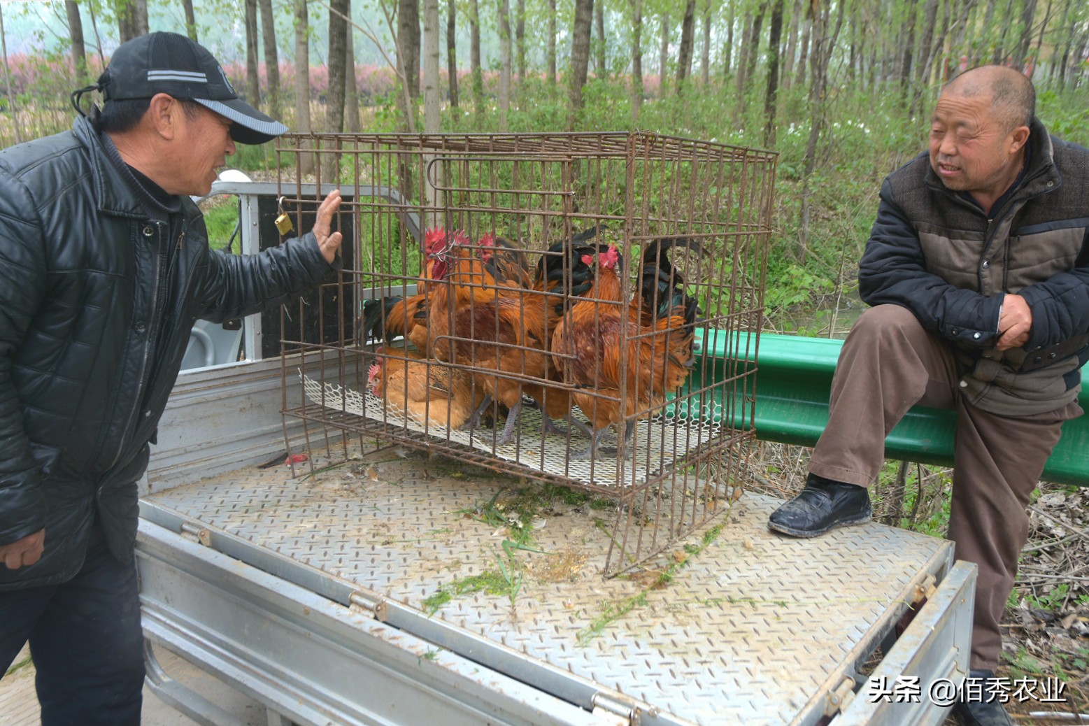 农村大叔养鸡150元一斤,农村老大爷卖土鸡