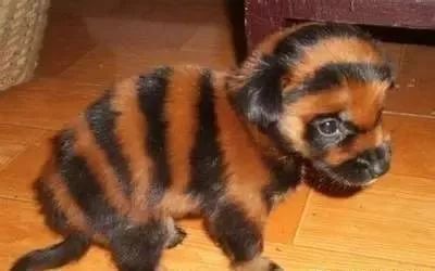 获取狗狗的几条途径你认为哪些途径可取？