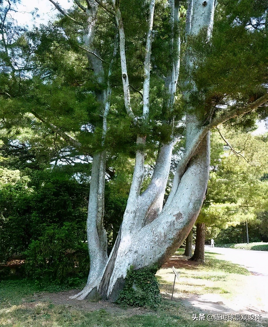 耐旱耐盐碱植物有哪些,耐盐碱的植物有哪些