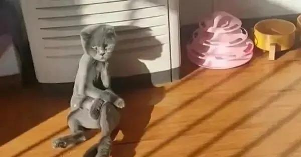 主人以为蓝猫太胖,主人嫌弃猫太胖决定把它丢掉