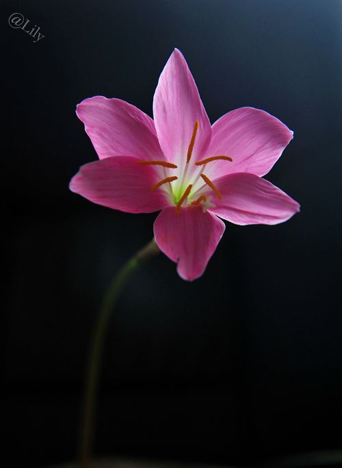 春暖花开原创的声音,倾听花开的声音