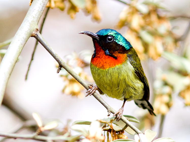金沙遗址太阳鸟图片,叉尾太阳鸟图片大全