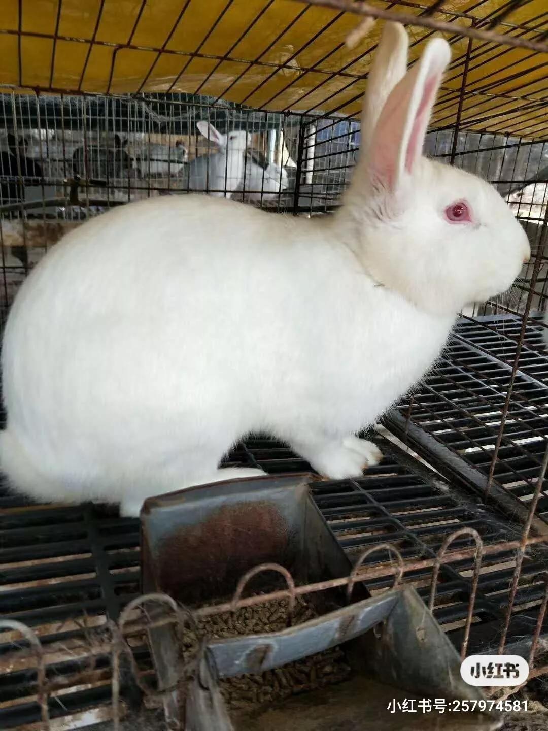 养兔预防肠道感染,秋冬季节养兔防疫技术操作办法