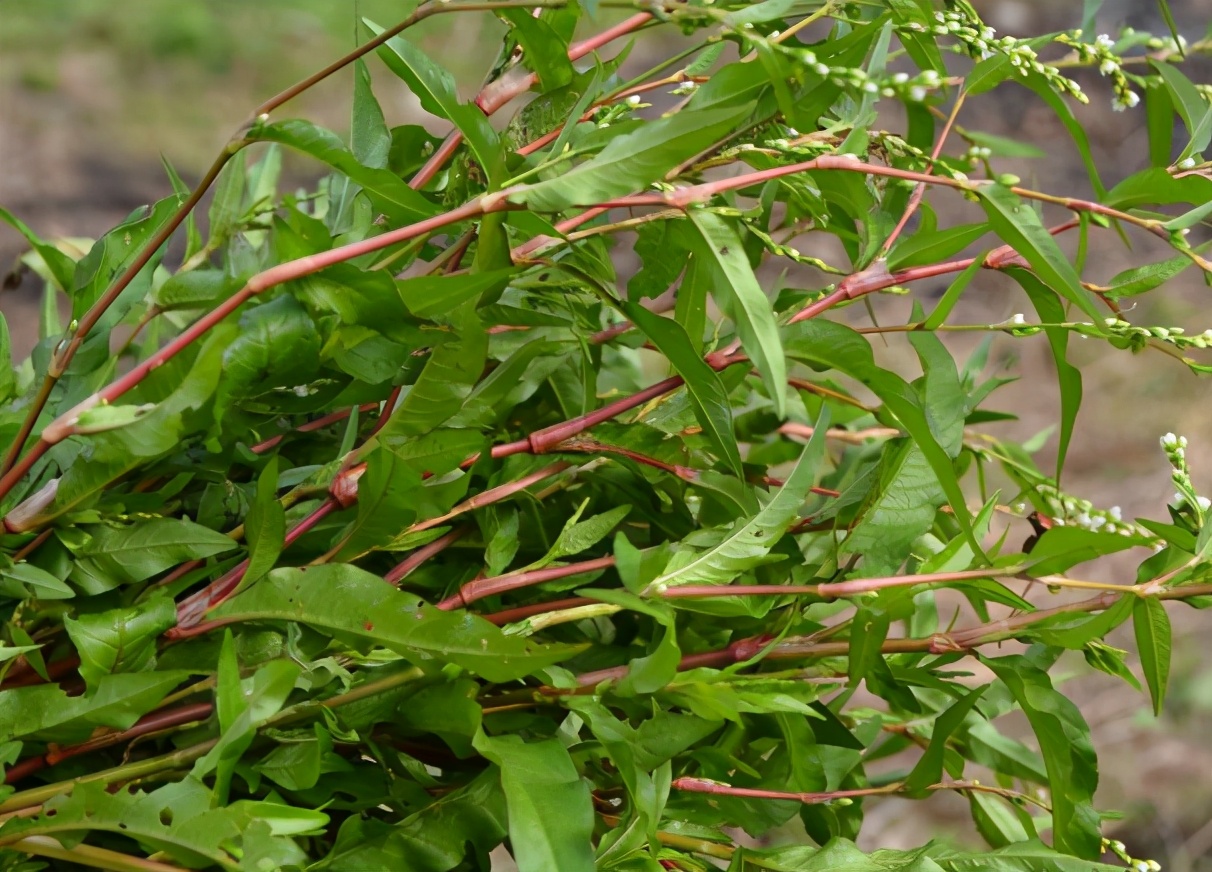 辣蓼草配方,正宗辣蓼草