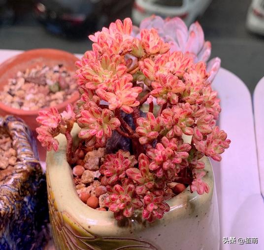 小人祭上盆修根吗,小人祭多肉的枝干怎么养粗壮