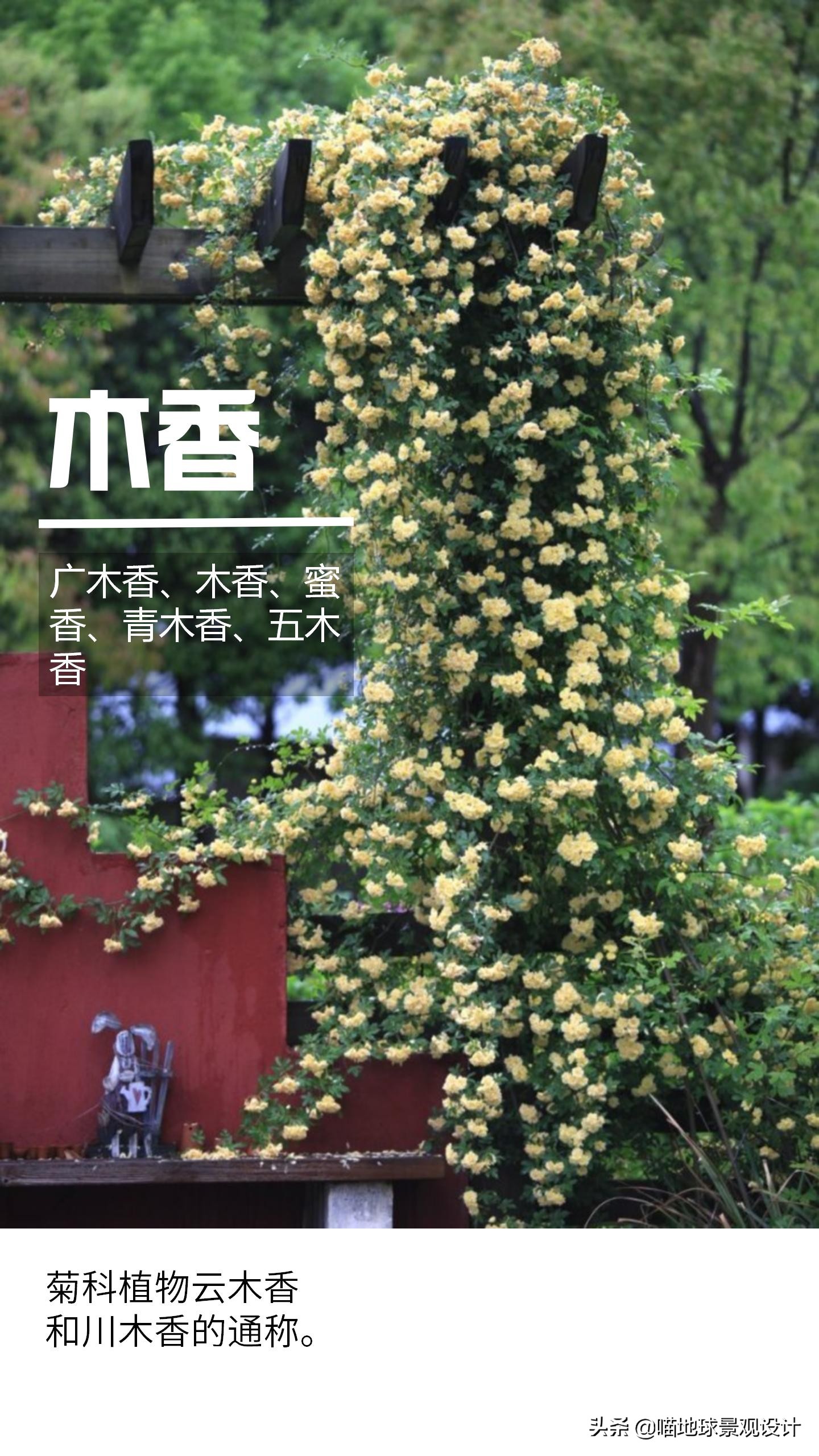 意大利常见的爬藤植物,25种爬藤植物