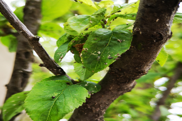 李树长了白色小虫怎么办,李树干长虫子怎么办