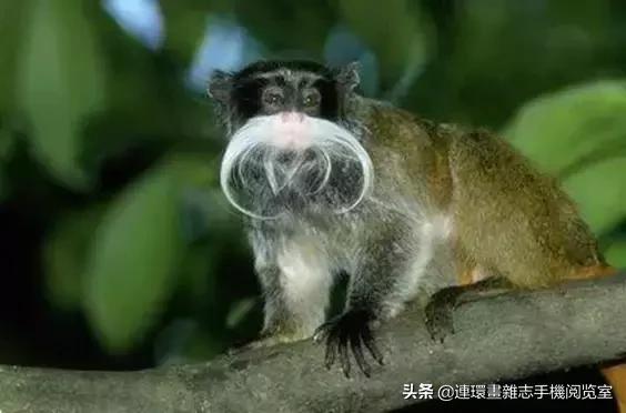 这60种罕见动物你见过几个,60种灭绝的动物