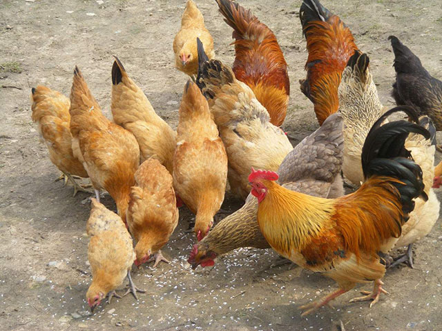 鸡啄肛怎么办教几招简易防治方法,鸡啄肛羽的防治方法