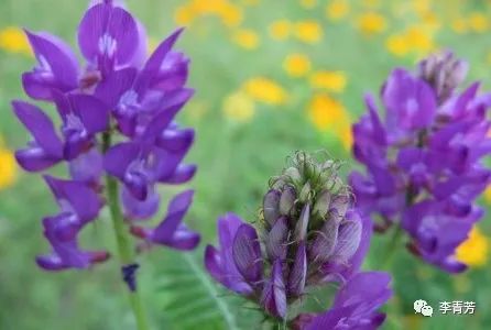 那些年在西藏的日子,那些年在哪里拍的