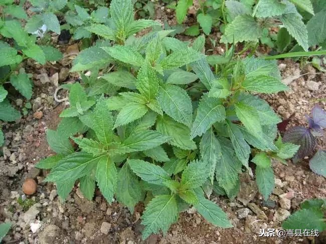 农村比较常见的中草药,农村不可碰的十种草药