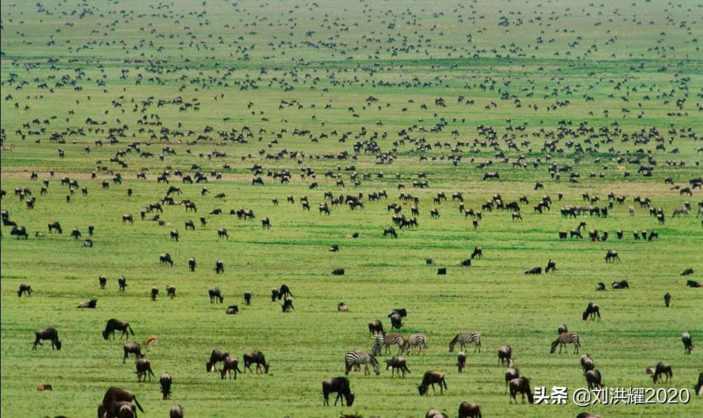 狂野坦桑尼亚：我骑长颈鹿来了！__《东非、北非采访历险记》13