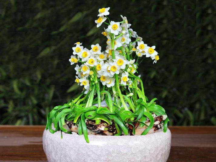 水仙花叶太多下垂,水仙花下垂了怎么补救