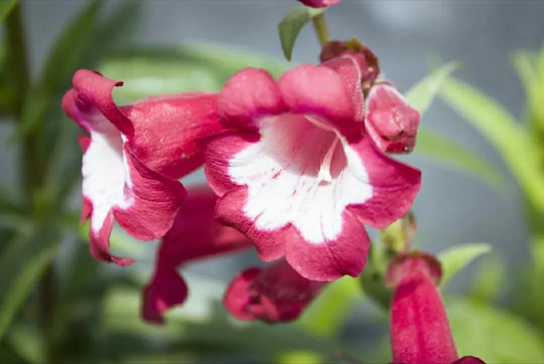 铃儿响叮当双音和弦五线谱,铃儿响叮当三级长笛