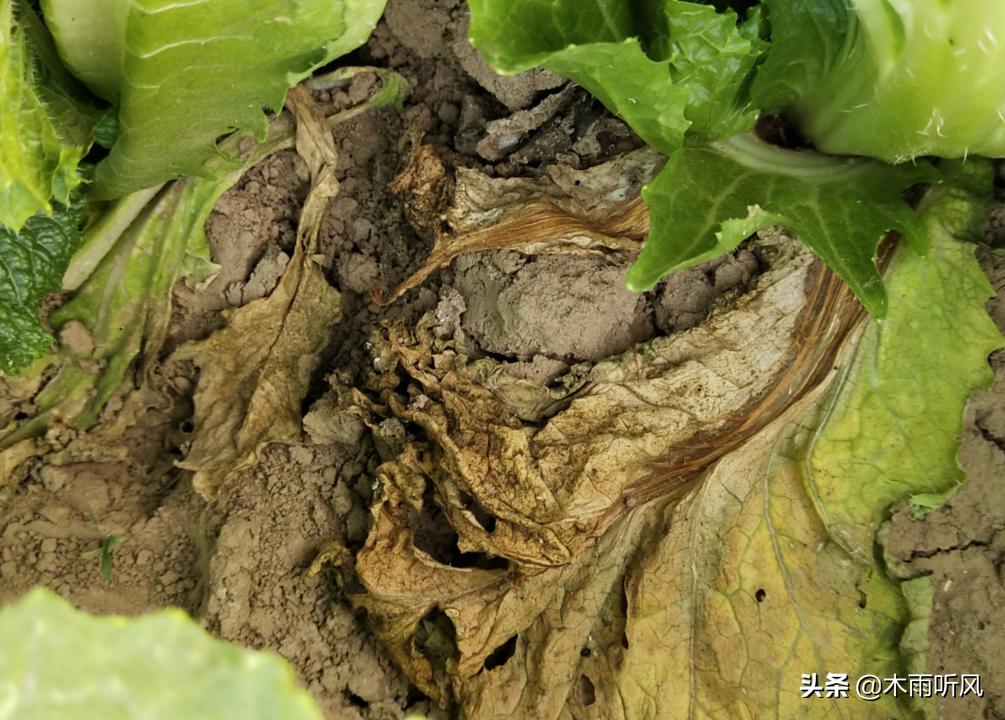 油菜黑腐病，用什么药效果好？如何防止？