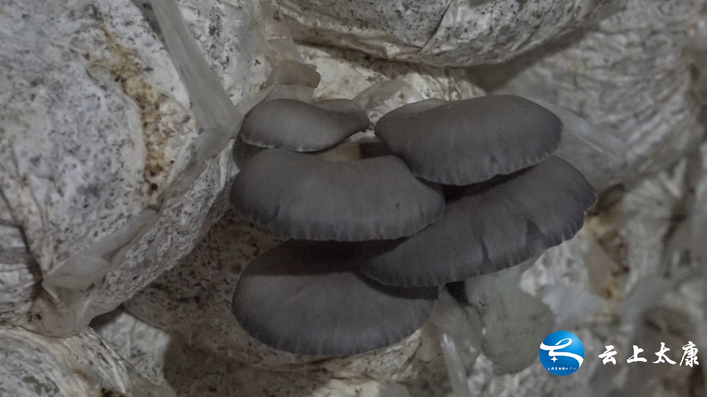 决战决胜脱贫攻坚产业扶贫,脱贫攻坚致富之路