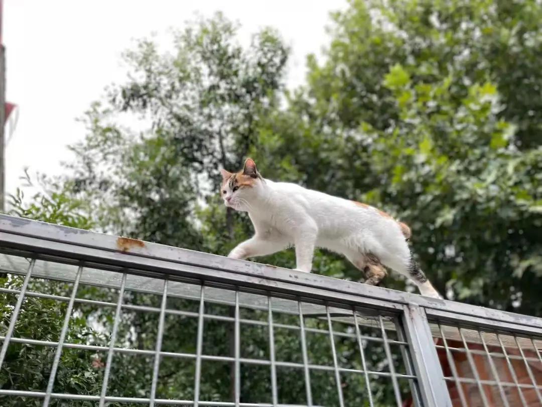 米麒麟：我掉缸怎么了？