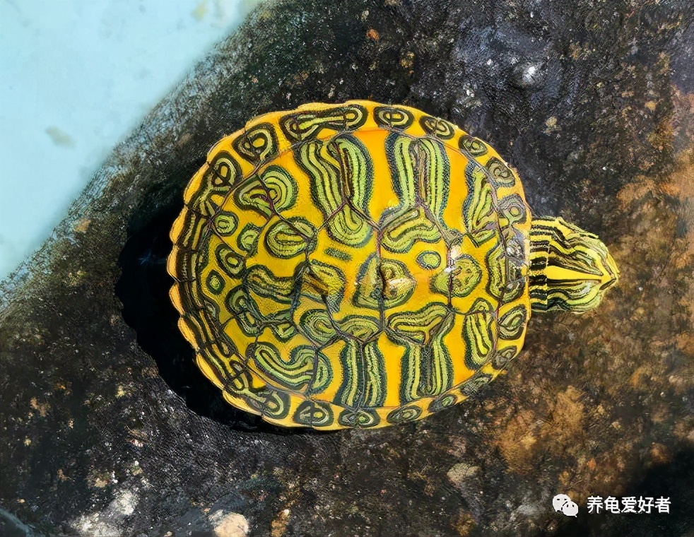 龟水肿但态势特别不好,龟浮肿和水质有关系吗