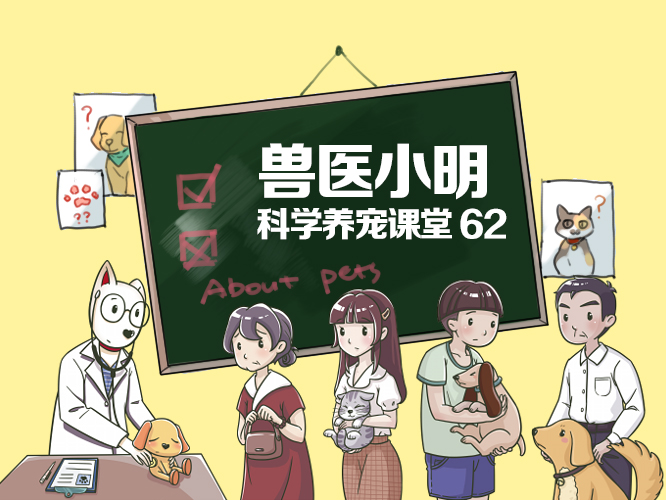 狗狗被车撞肚子淤血的症状,狗狗车祸腹部肿胀怎么办吃什么药