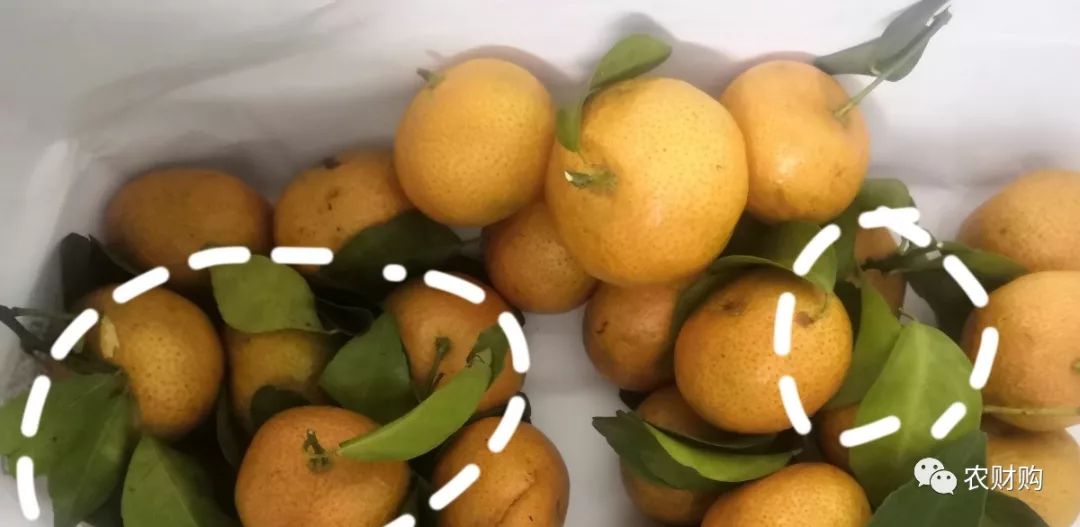 柑橘爱媛用什么肥能提早上市,脐橙爱媛