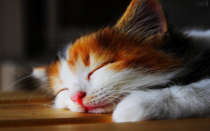 养猫怎么官宣,官宣养猫