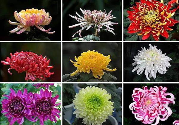 喜欢菊花有啥说法吗,喜欢菊花的人多吗