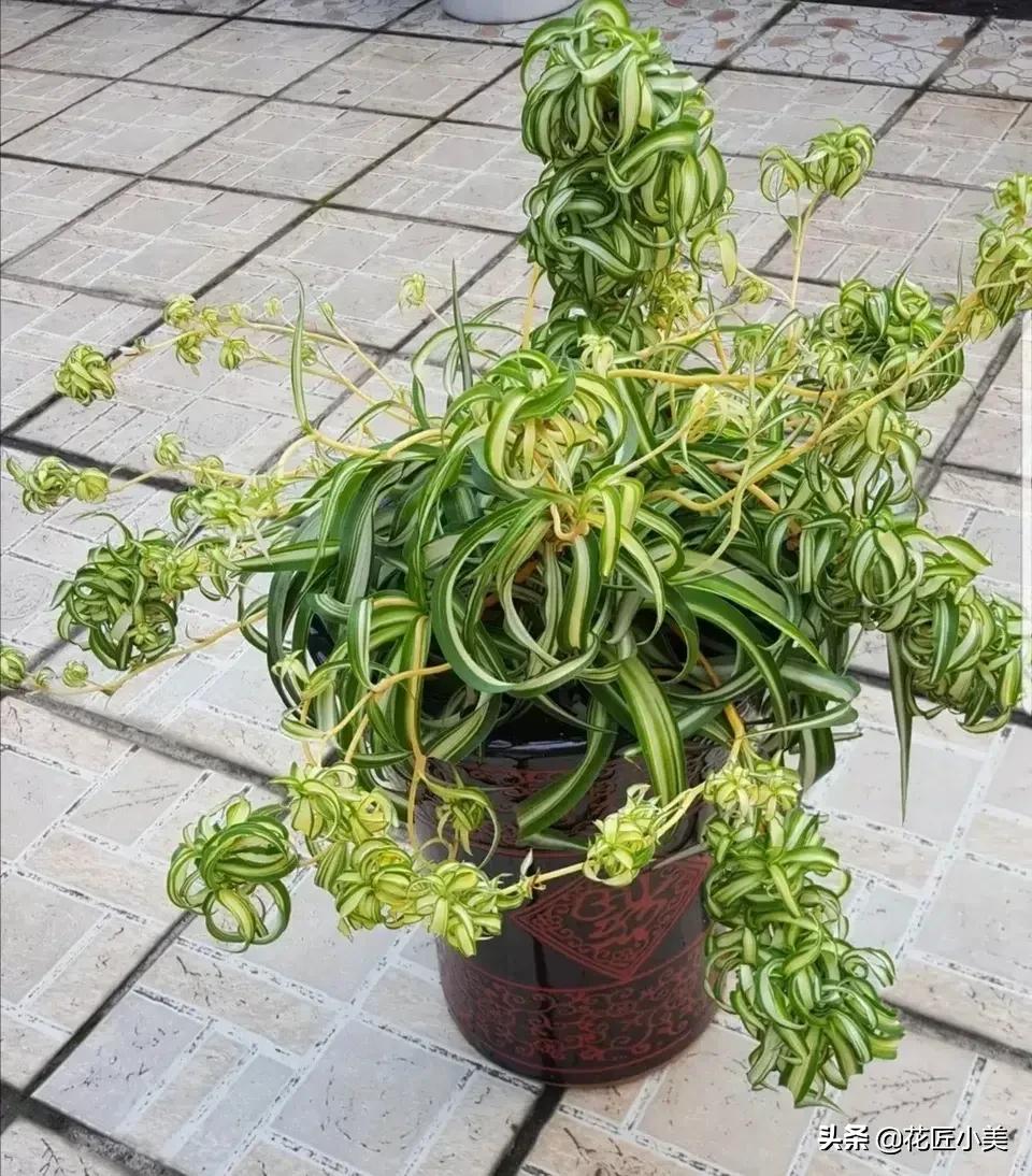 吊兰叶片少不长新叶片是什么原因,吊兰不长藤条怎么回事