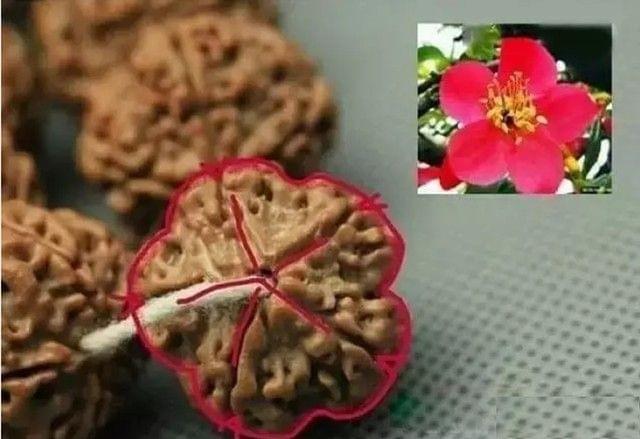 小金刚怎么选品种,如何挑选精品小金刚