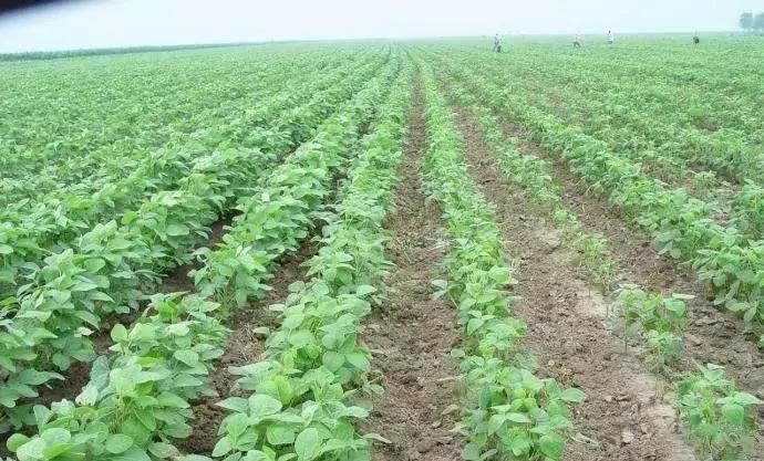 大豆苗期病虫害的防治,大豆后期虫害怎样防治