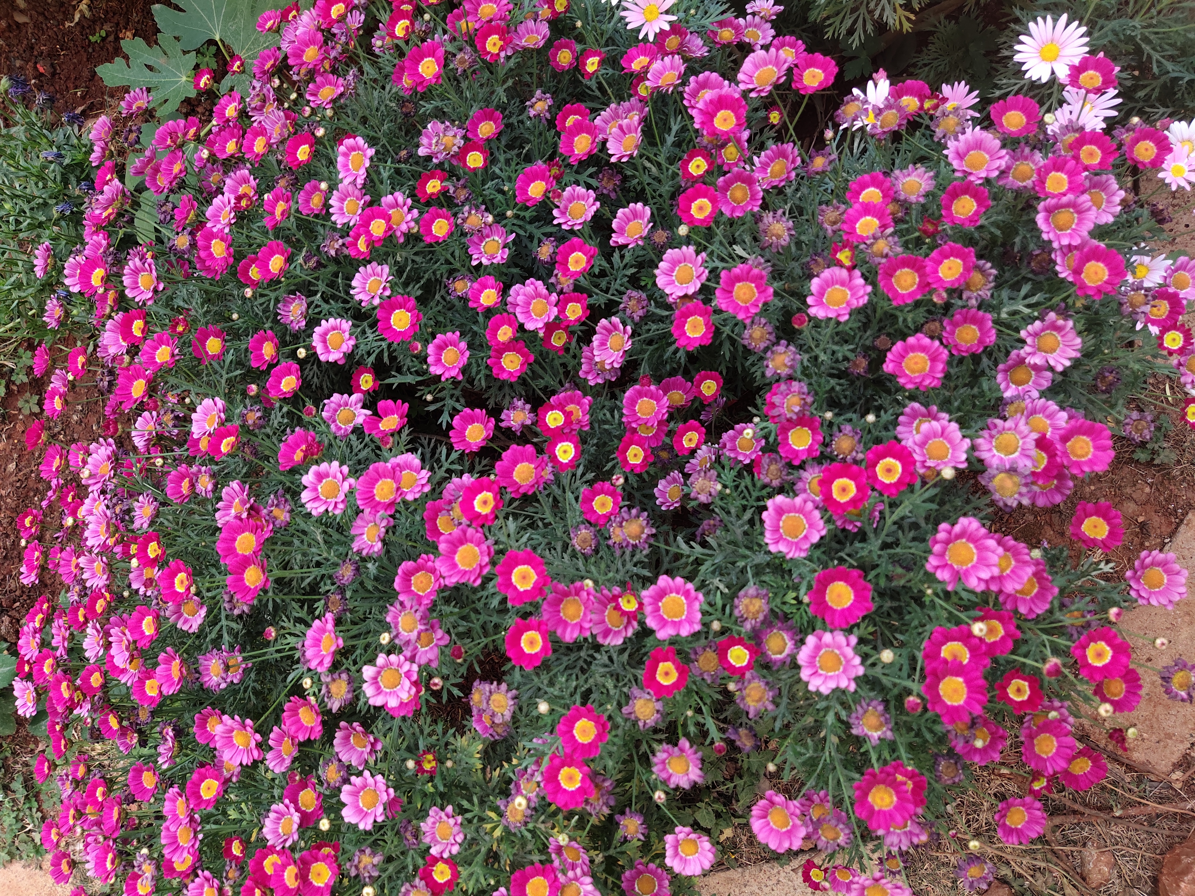 养玛格丽特,养了多年的玛格丽特