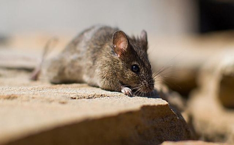 餐馆厨房老鼠怎么消灭最快,餐馆老鼠最有效的驱赶方法是什么
