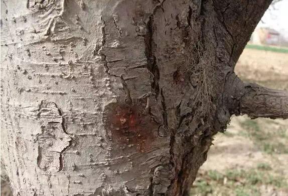 果树的癌症——苹果树腐烂病如何解决？果农朋友值得一看