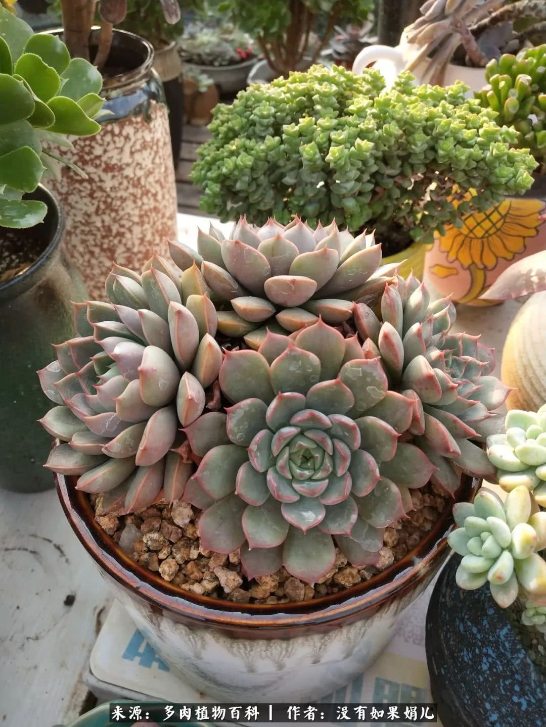 明人不说暗话，我为多肉而来！