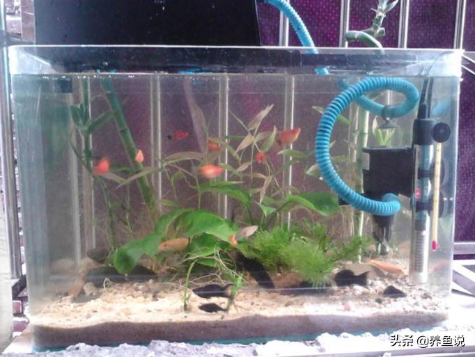 清道夫不吃自己的鱼卵,清道夫鱼吃不吃蚊子幼虫