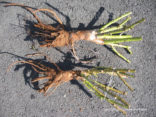 月季突然枝叶都干枯了,月季突然黄叶死掉