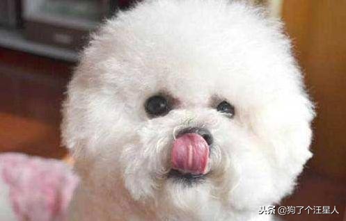 比熊犬可以不吃狗粮吗,比熊犬忽然不爱吃狗粮怎么办呢