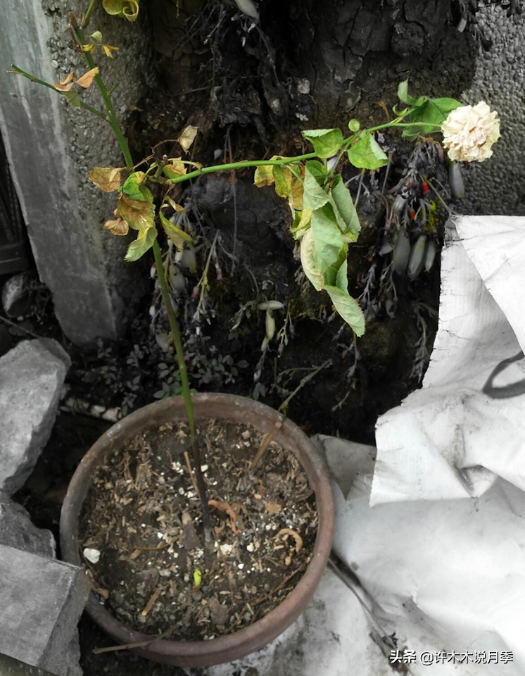 月季突然枝叶都干枯了,月季突然黄叶死掉
