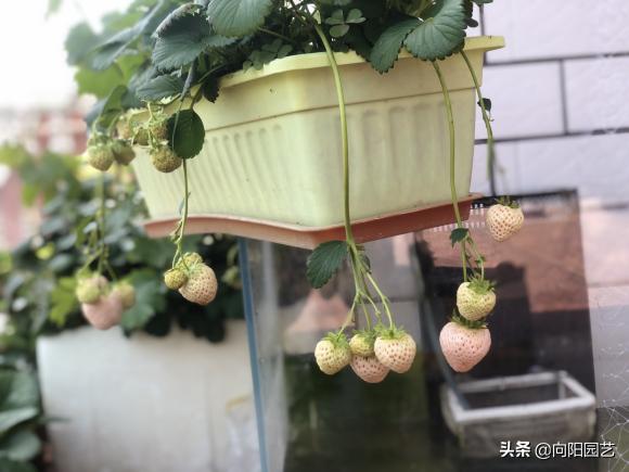 草莓还可以这么吃又学会了一招,草莓自己在家怎么种植